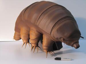 Water bear model in three-quarter front view on a gray foam block, with a marker pen beside it for scale