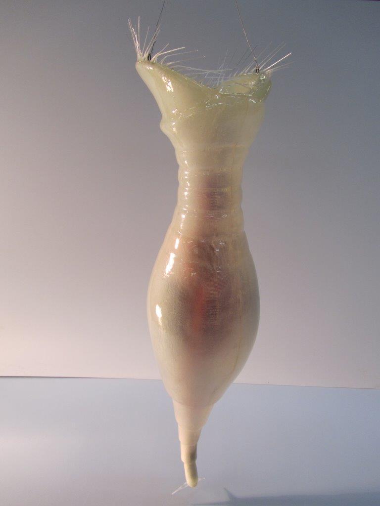 Protozoa Display Models