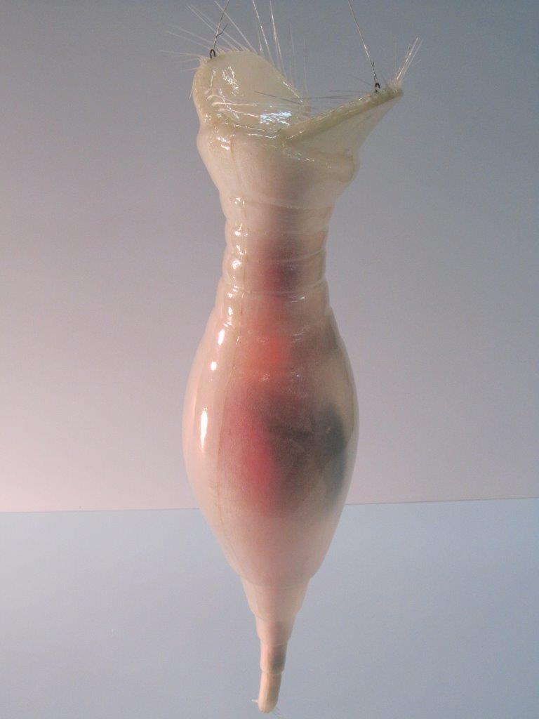 Protozoa Display Models