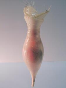 Rotifer display model hanging against a light backdrop, its translucent shell showing reddish internal structures