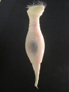 Protozoa Model