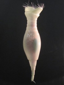 Protozoa Model